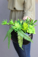 Black Jedita Manferdo, kompozycja sukulenty w donicy, wys.24cm