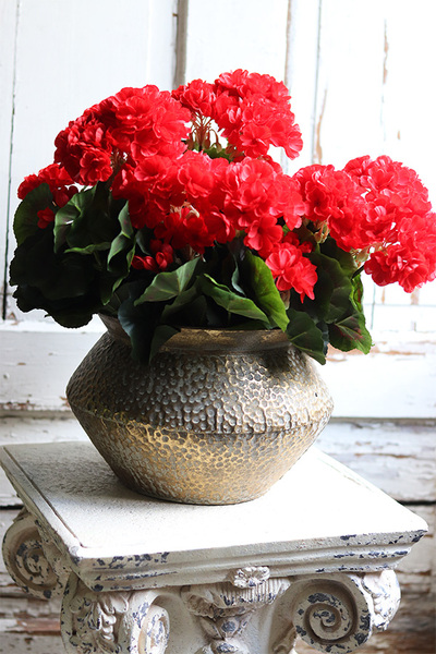kompozycja kwiatowa, Pelargonie Eduardo Gold, wys.37cm 