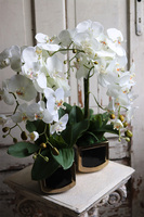 Gold Terra, elegancki storczyk w ceramicznej donicy, wys.54cm