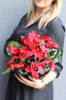 Cyklamen Piano, kompozycja kwiatowa w misie