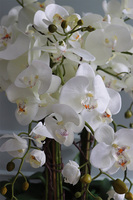 Big Fiberglass Grande Black, duży storczyk w czarnej donicy, wys.155cm 