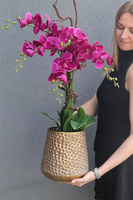 Fuksja Idessa, storczyk w złotej doniczce