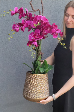 Fuksja Idessa, storczyk w złotej doniczce, wys.88cm