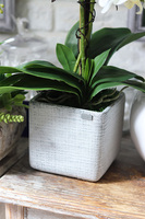 biały storczyk w betonowej donicy, Betonno Modern, wys.61cm