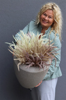 Wrzosowisko Creme, wrzosy w ceramicznej donicy