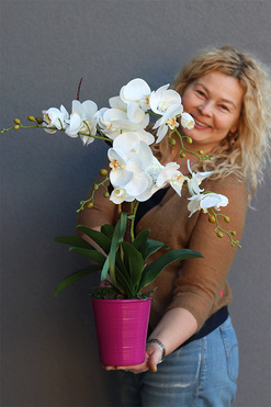 Pink Floor, storczyk w różowej donicy, wys.57cm