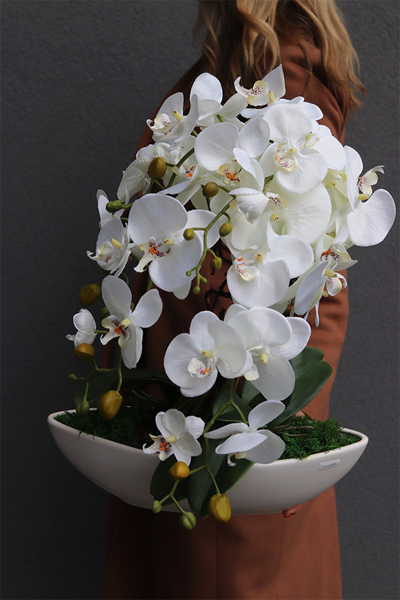 sztuczny storczyk, Laos New