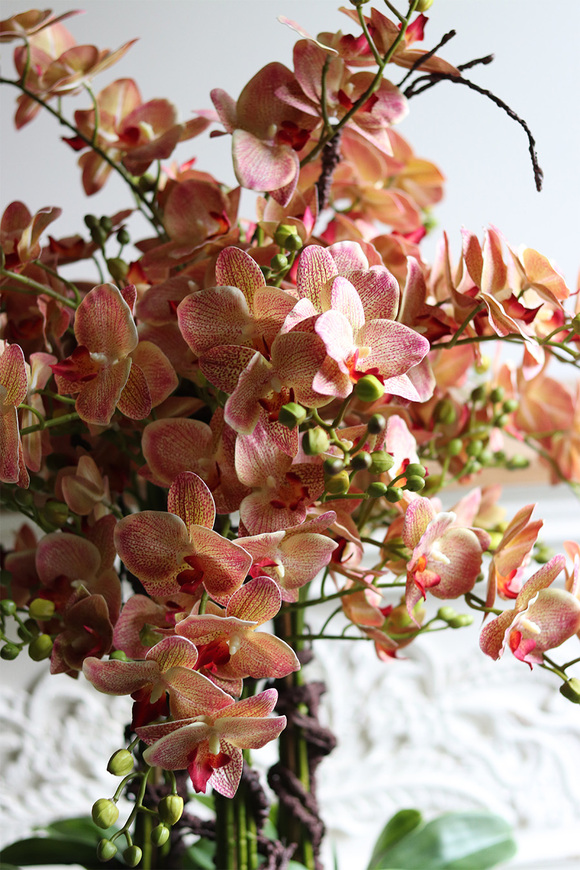 Castellamare Deluxe Gold, gumowy storczyk