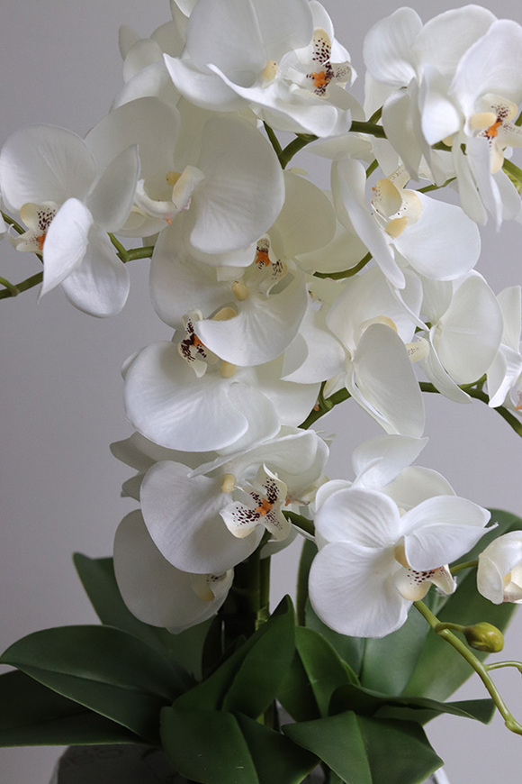 Refila Saute, wysokiej jakości storczyk do Twojej donicy, wys.60cm