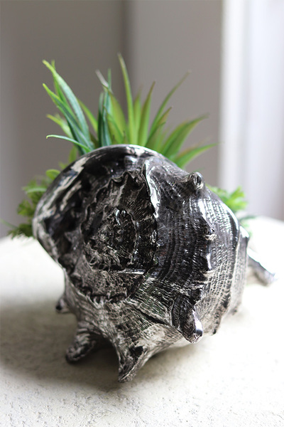 elegancka muszla z sukulentami, Morska Fala 3