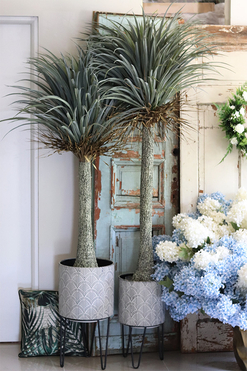 Jukka Rostrata (niższa), sztuczna roślina bez donicy, wys.153cm