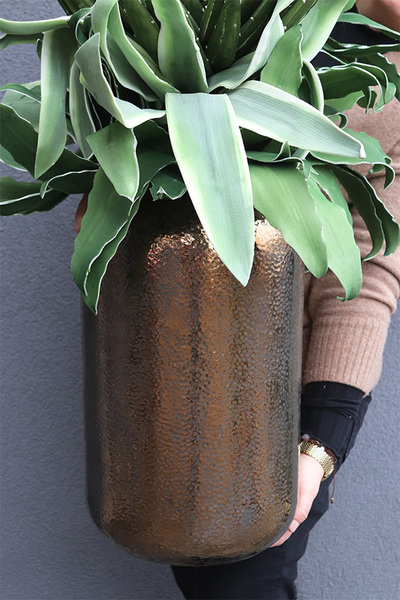 Cactina Tergo, zielona kompozycja z sansewierią w wazonie