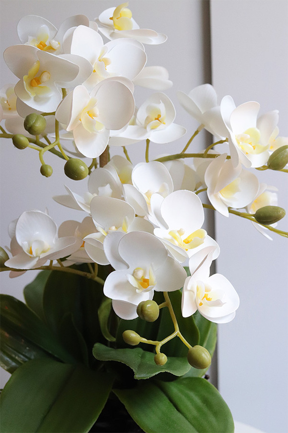 Tulippa Black, storczyk w donicy w kształcie kwiatu