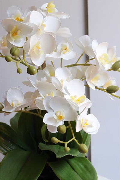 Tulippa Black, storczyk w donicy w kształcie kwiatu