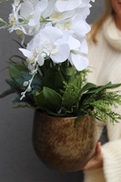 White Snow Oliver, elegancki storczyk zimowy	