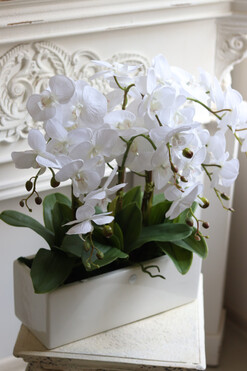 Banerra White&Cream, biały storczyk w prostokątnej donicy, wys.57cm 