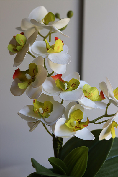 Mini Colors Concrete, sztuczny storczyk w niebieskiej donicy