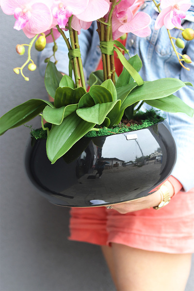 Pudrove Piano, różowy storczyk w czarnej misie