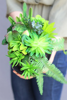 Black Jedita Manferdo, kompozycja sukulenty w donicy, wys.24cm 