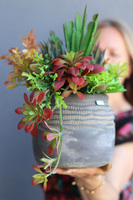 City Life, kompozycja sukulenty w donicy etno, wys.33cm