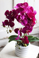 Hetra Fuksja, sztuczny storczyk w białej donicy, wys.56cm