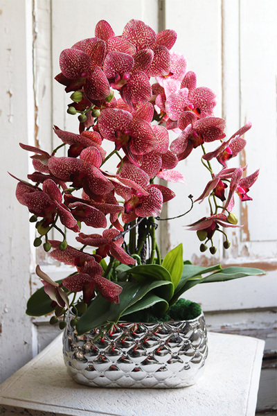 Hedrata Granada, gumowy storczyk w srebrnej donicy, wys.50cm