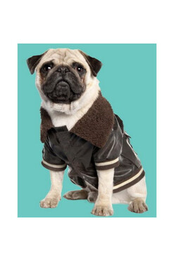 French Pug B, obraz buldog francuski, 40x40cm