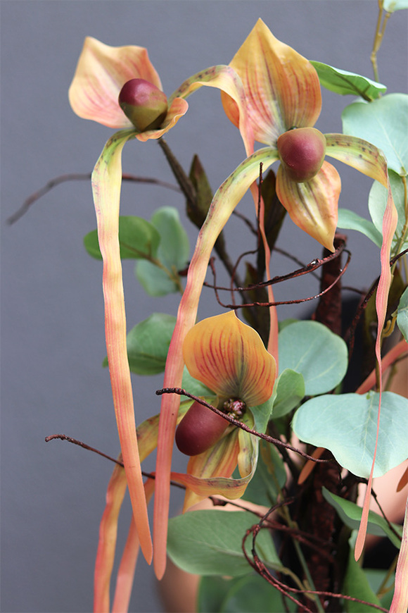 Orchidesa Moneti, egzotyczny storczyk z eukaliptusem, wys.63cm