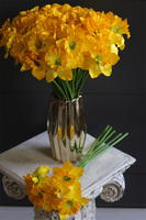 bukiet żonkili, 5 sztuk