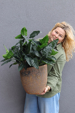 Filodendron Pompei, sztuczna roślina w donicy ceramicznej, wys.70cm