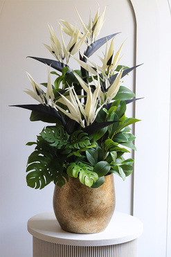 Kredeliana Oliver, kompozycja ze strelicją w złotej donicy, wys.72cm 