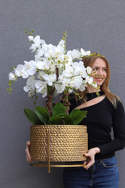 Goldenario Big 2, biały storczyk w złotej donicy, wys.90cm 