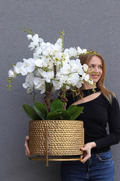 Goldenario Big 2, biały storczyk w złotej donicy