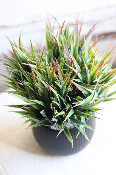 Gerute, sztuczna roślina w doniczce, wys.31cm