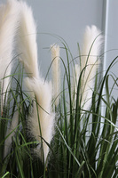 Dania, kompozycja z traw pampasowych w białej donicy, wys.145cm