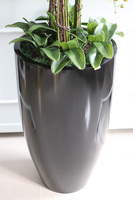 Big Fiberglass Grande Black, duży storczyk w czarnej donicy, wys.155cm 