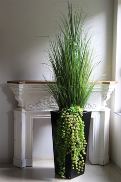 Black Hampton, trawy i sukulenty w donicy fiberglass,wys. 203cm