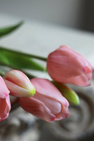 bukiet tulipanów silikonowych