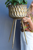 Goldina Terra, storczyk w donicy na trójnogu