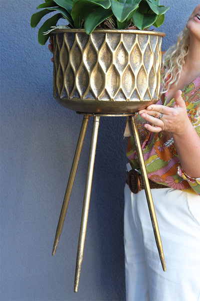 Goldina Terra, storczyk w donicy na trójnogu