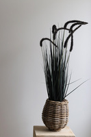 Calladio, trawy z czarnymi kłosami w koszu, wys.85cm