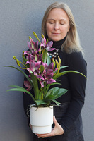 Cherry Diana, gumowy storczyk w donicy