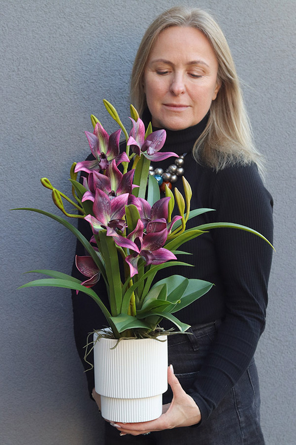 Cherry Diana, gumowy storczyk w donicy