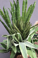 Cactina Tergo, zielona kompozycja z sansewierią w wazonie