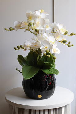 Tulippa Black, storczyk w donicy w kształcie kwiatu, wys.45cm 