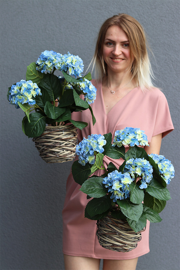 hortensja w wiszącym koszyku, Provenere Blue