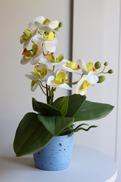  OD RĘKI Mini Colors Concrete, gumowy storczyk w niebieskiej donicy, wys.37cm 