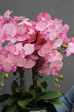 Pudrove Piano, różowy storczyk w czarnej misie, wys.60cm