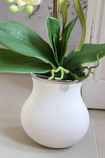 Villano Akima II, storczyk w białym wazonie, wys.60cm