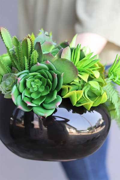 Black Jedita Manferdo, kompozycja sukulenty w donicy, wys.24cm 